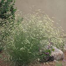 Grass-Blonde Ambition 1C