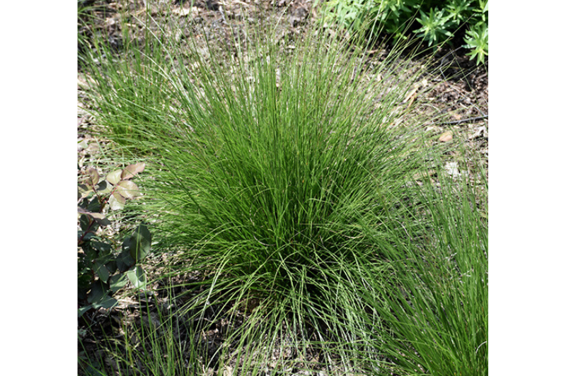 Grass-Tara 1C