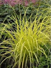 Grass-Bowles Golden 1C