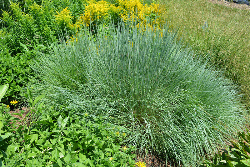 Grass-Prairie Blues 1C