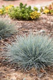 Festuca-Elijah Blue 1C