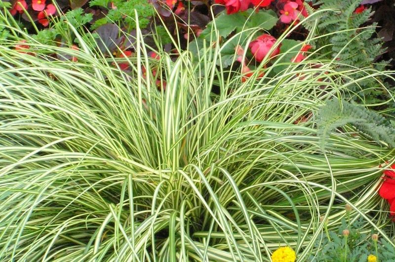 Grass-Evergold 1C