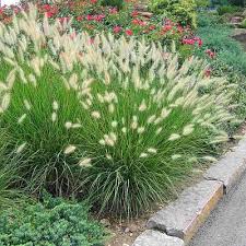 Grass-Hamlin 1C