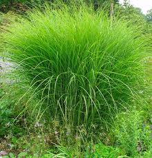Grass-Gracillimus 1C
