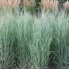 Grass-Heavy Metal 1C