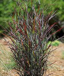 Grass-Hot Rod 1C