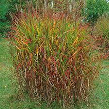 Grass-Purpurascens 1C