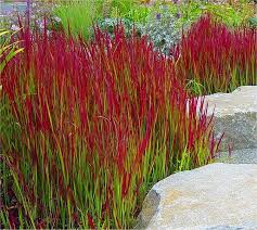 Imperata-Red Baron 1C