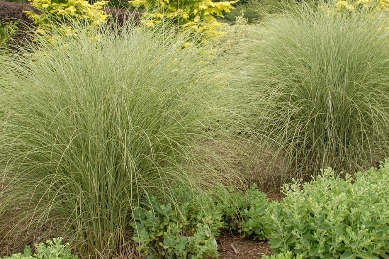 Grass-Morning Light 1C