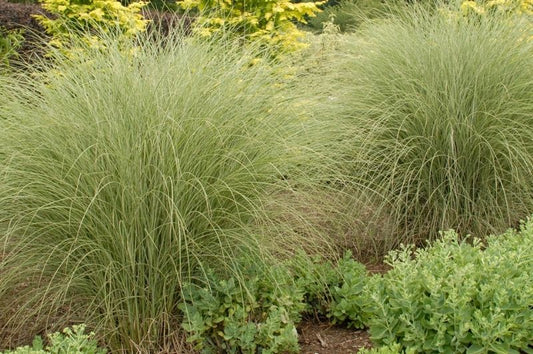 Grass-Morning Light 1C