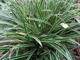 Grass-Ice Dance 1C