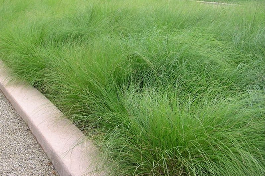 Grass-Prairie Dropseed 1C