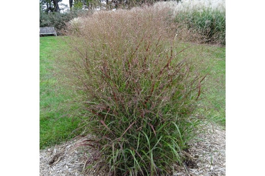Grass-Shenandoah 1C