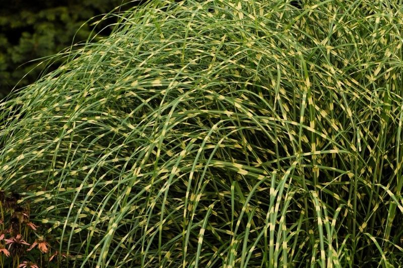 Grass-Little Zebra 1C