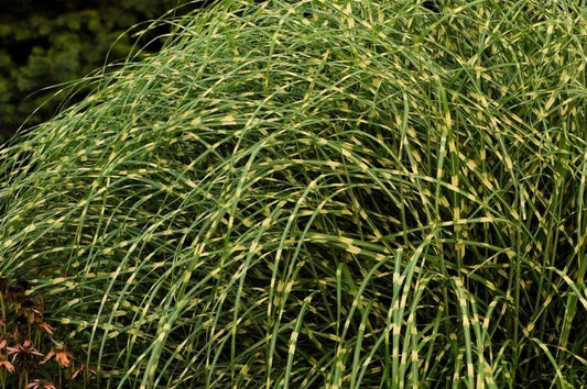 Grass-Little Zebra 1C