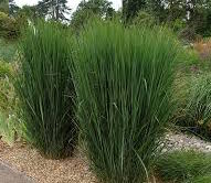Grass-Northwind 1C