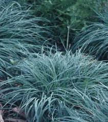 Grass-Blue Zinger 1C