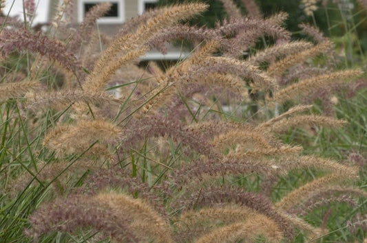 Grass-Karley Rose 1C