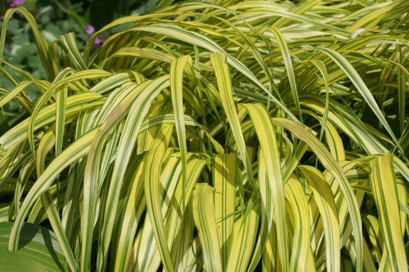 Hakonechloa-Aureola 1C