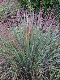 Grass-Standing Ovation 1C