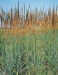 Grass-Indian Steel 1C