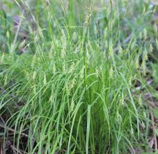 Grass-Sedge Carex Sprengelii 1C