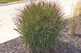 Grass-Shenandoah 3C