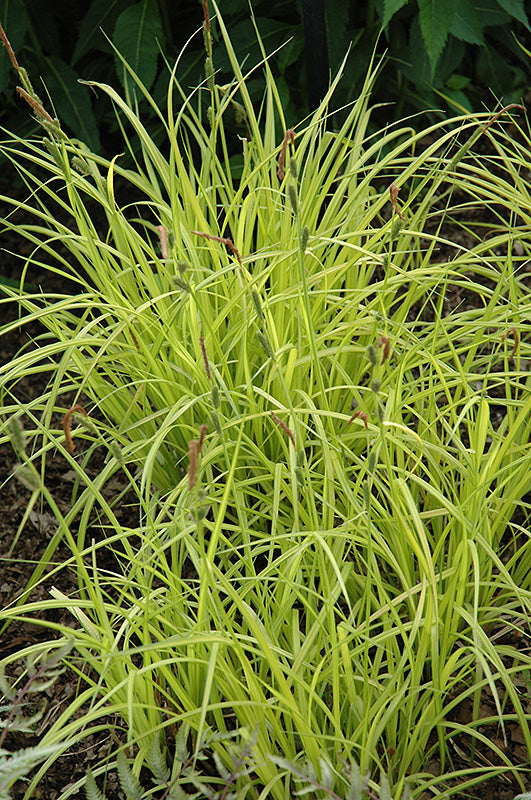 Grass-Goldtau 1C