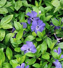 Vinca-Bowles 2.5"C