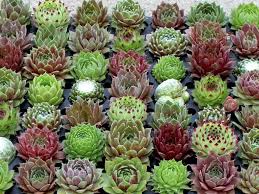 Sempervivum-Chick Charms Mix 3.5"C