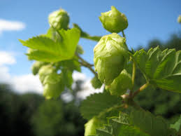 Hops-Cascade 8"C