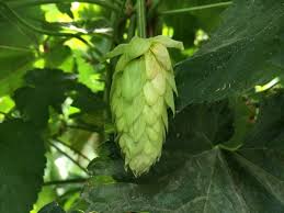 Hops-Sorachi Ace 8"C