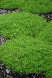 Sagina-Irish Moss 3.5"C