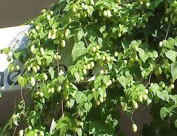potted hop plants for sale near me Hops-Aureus 1C – Country Arbors Nursery