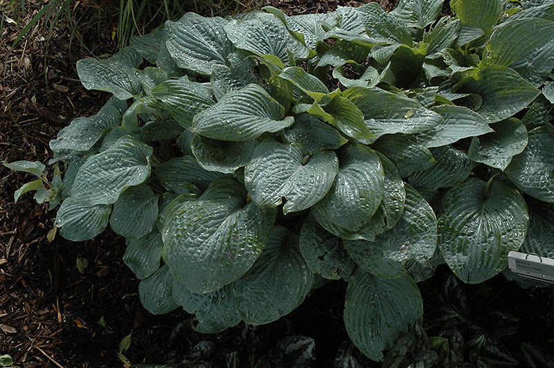 Hosta-Blueberry Muffin 1C