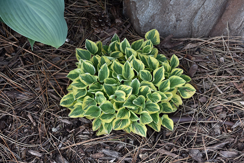 Hosta-Cameo 1C