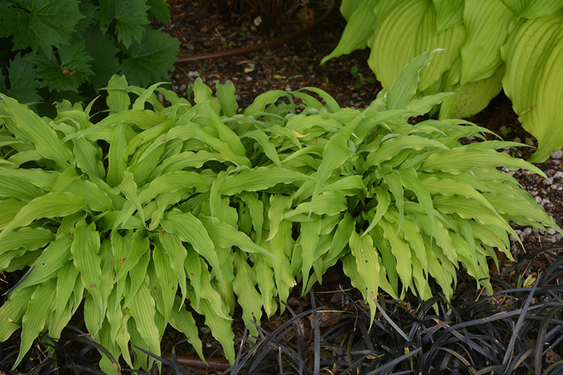 Hosta-Curly Fries 1C