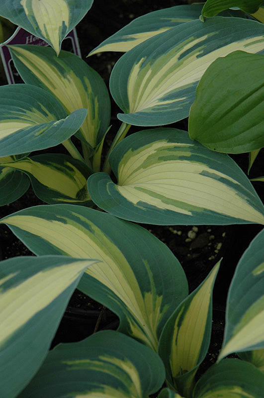 Hosta-High Society 1C