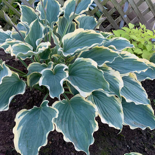 Hosta-Hope Springs Eternal 1C