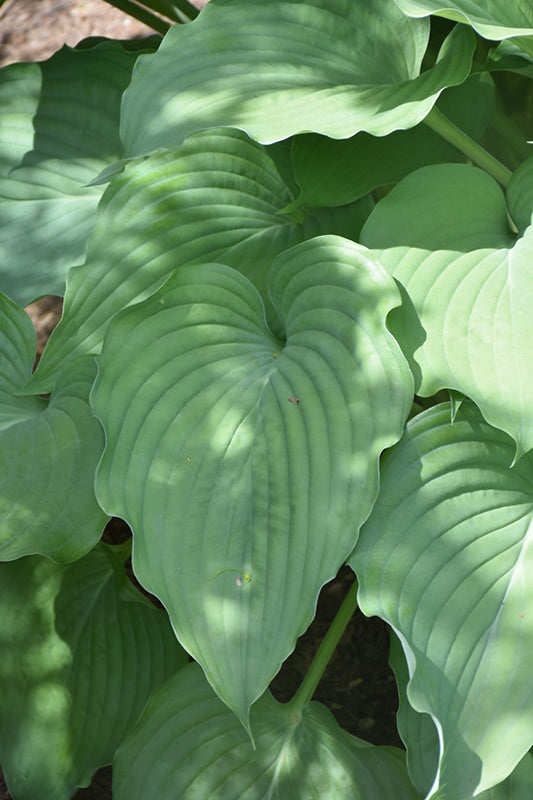 Hosta-Komodo Dragon 1C