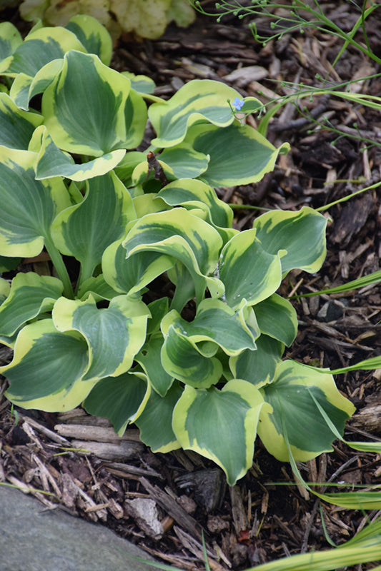 Hosta-Mini Skirt 1C