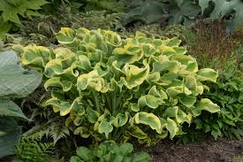Hosta-Wheee! 1C