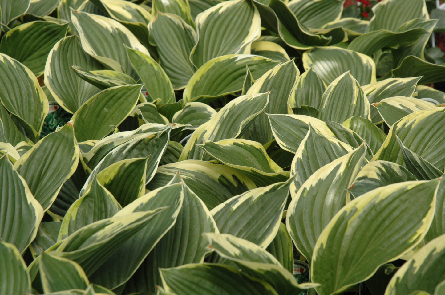Hosta-Aureomarginata 1C