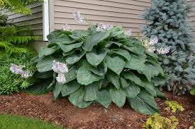 Hosta-Empress Wu 1C