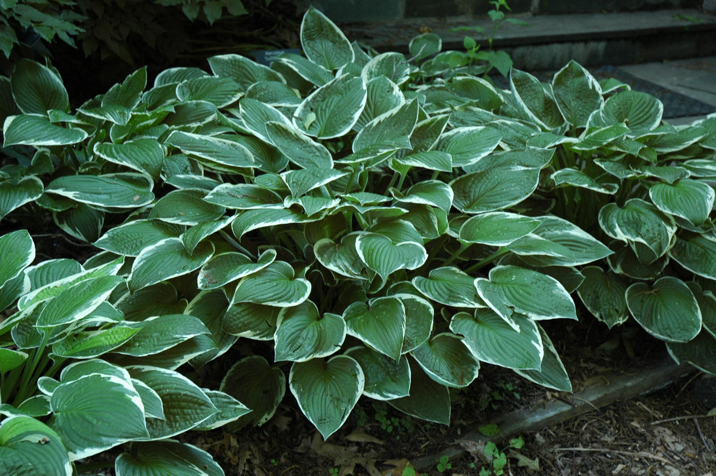 Hosta-Francee 1C