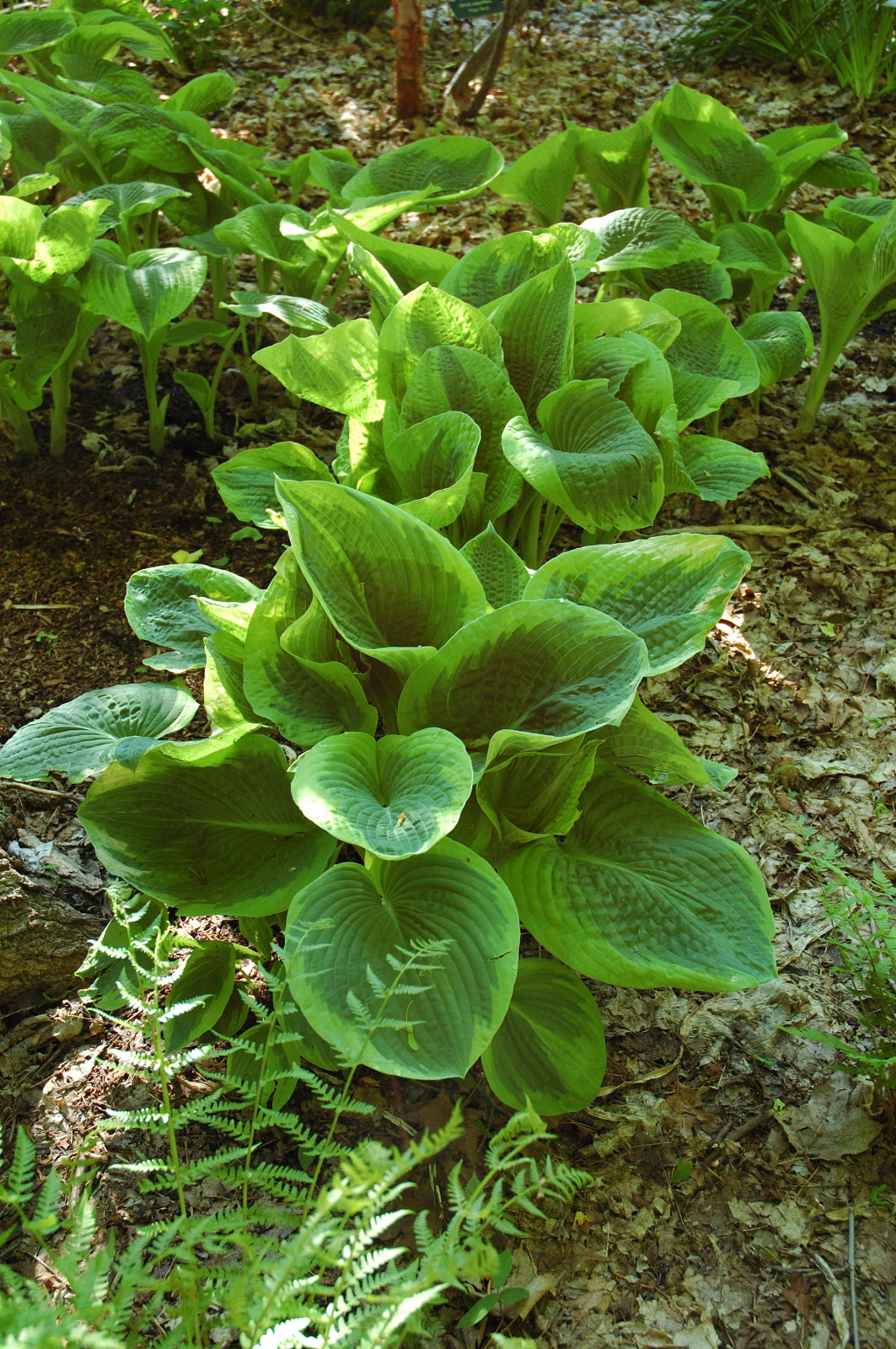 Hosta-Frances Williams 1C