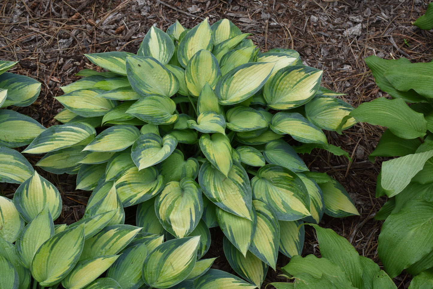 Hosta-June 1C