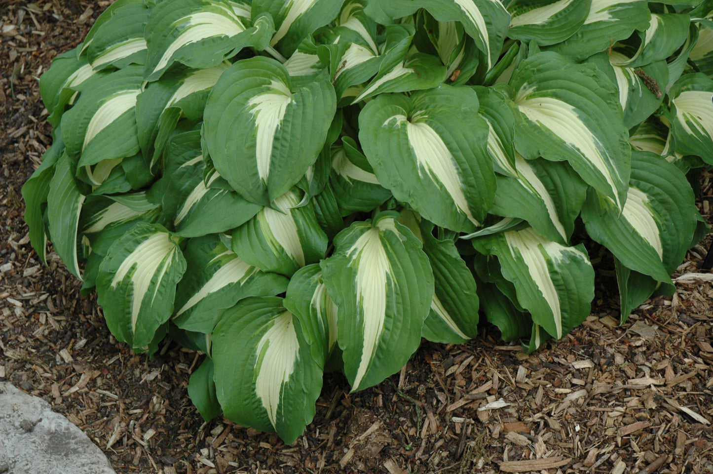 Hosta-Night Before Christmas 1C