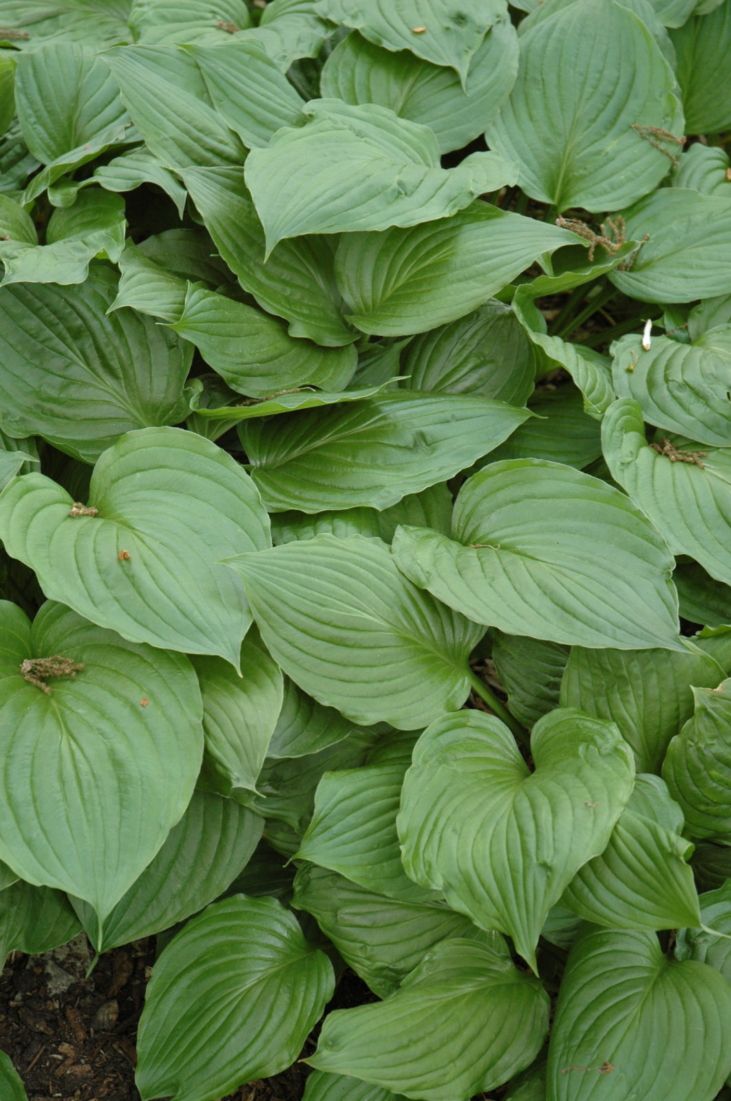 Hosta-Ventricosa 1C