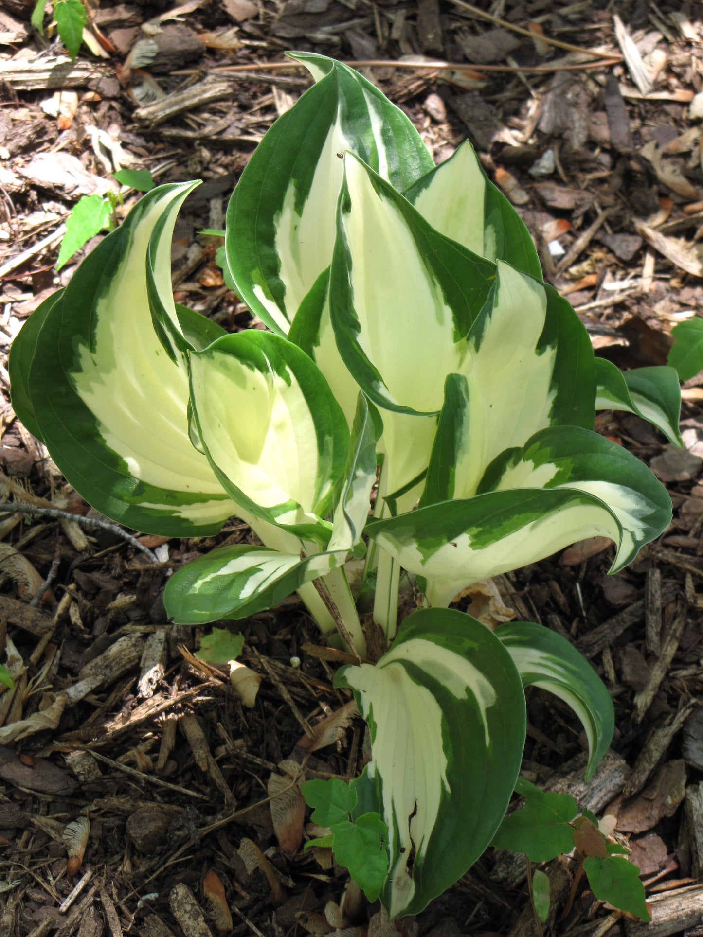 Hosta-Fire and Ice 1C